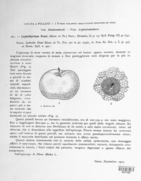 Schizothyrium pomi image